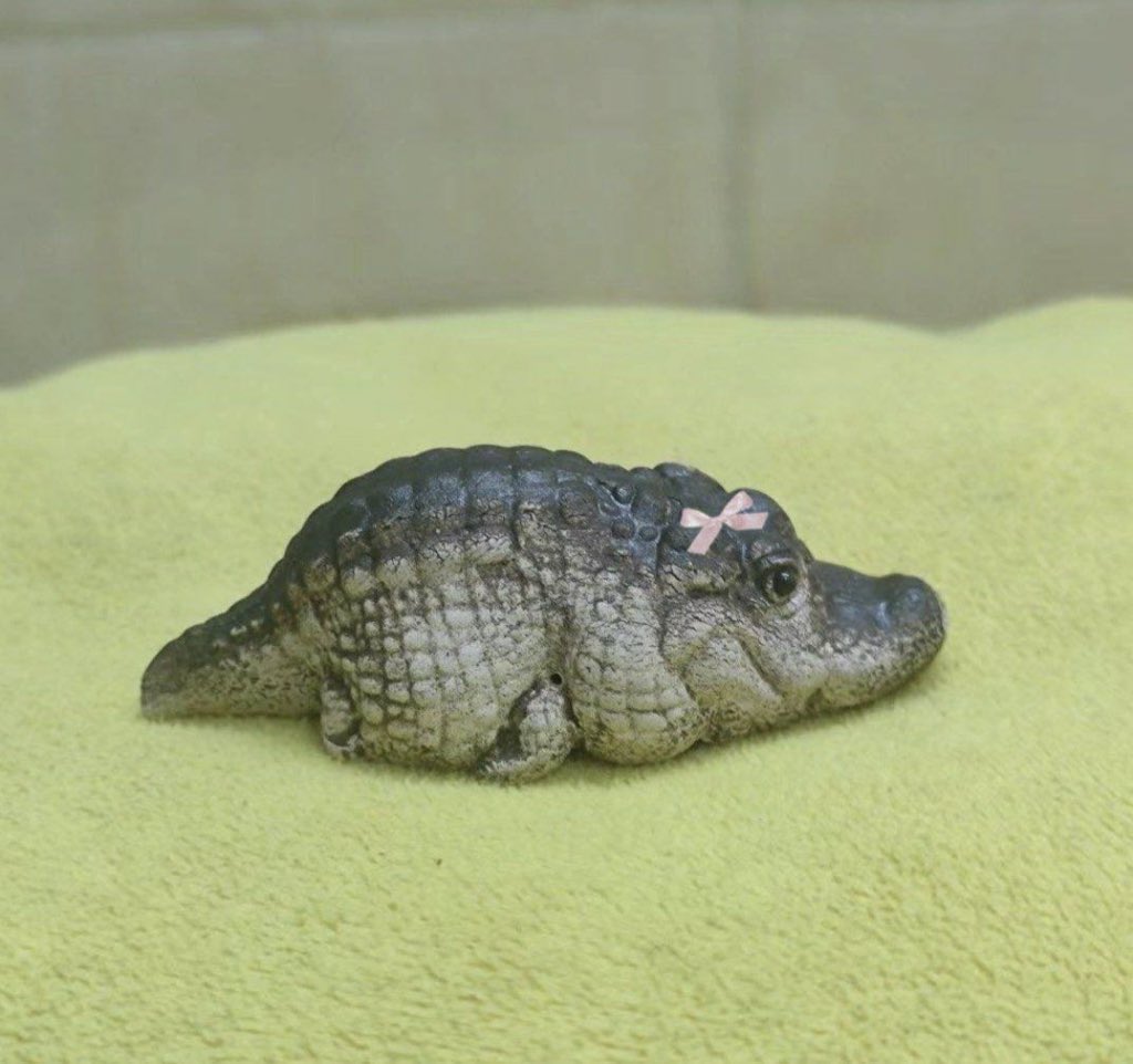 معتاد آهنگ🐾 tweet media