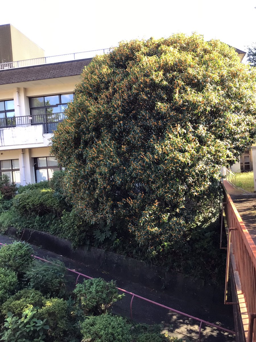jujinosono's tweet photo. 朝晩の涼しさから金木犀の花が咲いて良い香りが漂ってきました。十字の園には樹齢は不明ですが、金木犀の大きな木があります。ご利用者も香りに誘われて景色を楽しまれていました。
#浜松市　#特養　#介護　#金木犀　#香り https://t.co/ve2Yeuue01