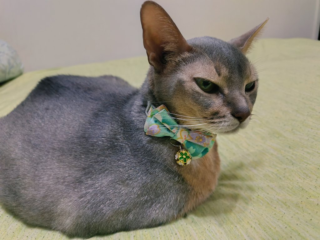 🍓きゃらここ🍓 tweet media