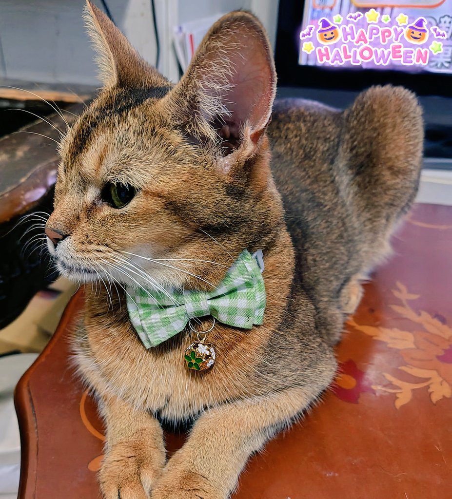 🍓きゃらここ🍓 tweet media