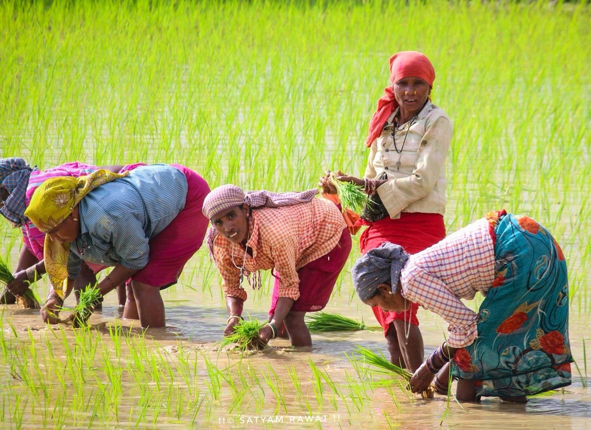 National Women Farmer's Day ✨
.
.

Respect and appreciate all responsible farmers for their contribution to the society...

#NationalWomenFarmersday  #icar 
#agriculture #farmers