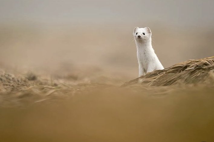 daily stoat! tweet media