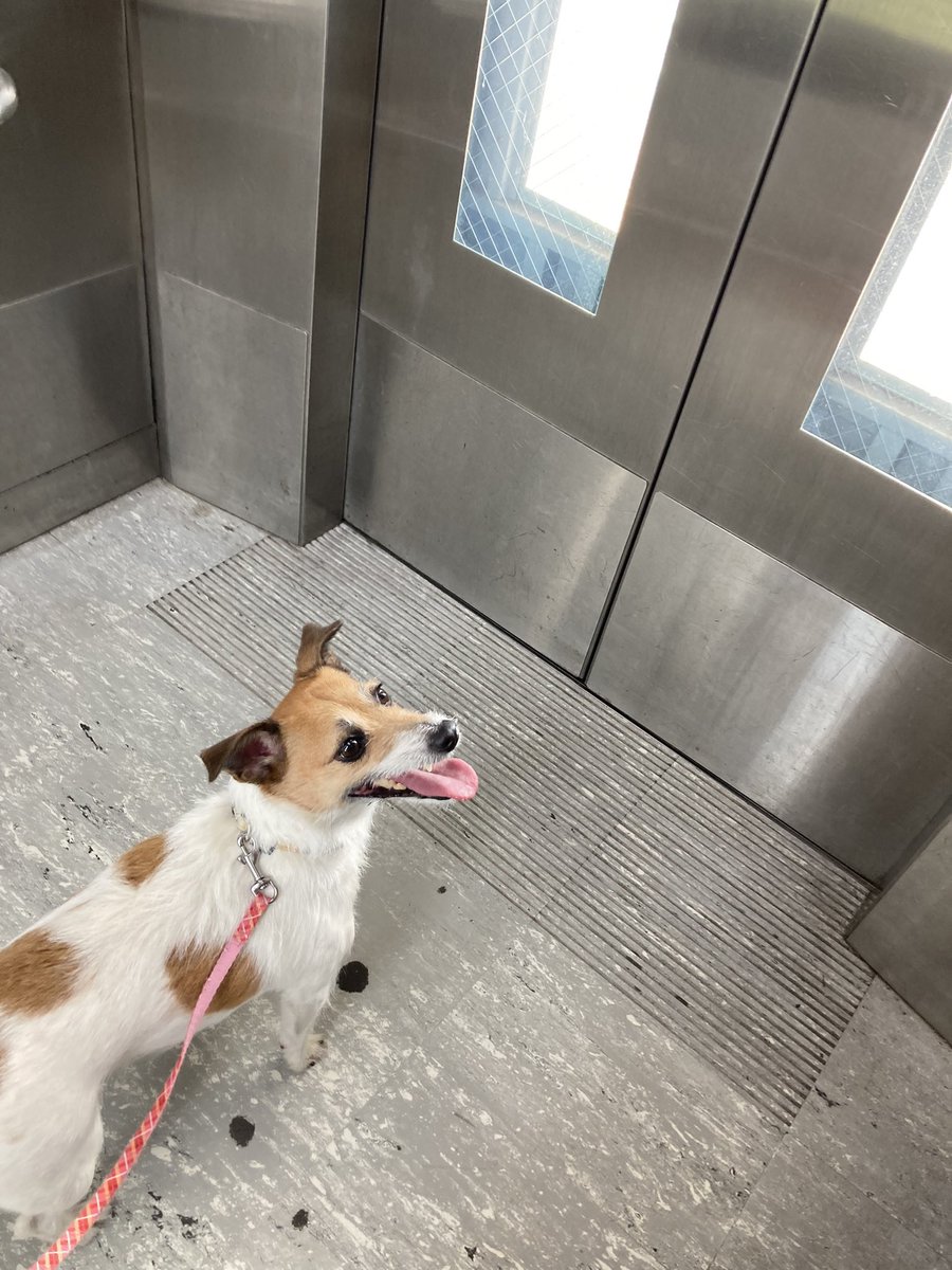 歩道橋にあるエレベーター。大好きになってしまって階段よりもエレベーターに直行！＠富ヶ谷交差点
#ジャックラッセルテリア