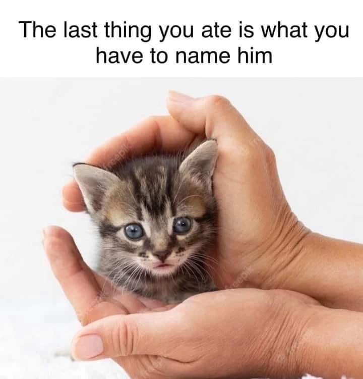 nonstopclip's tweet photo. 😼This kitty's name is ________. https://t.co/Z2sNTBKGOU