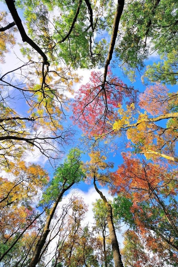 like a claude monet painting.