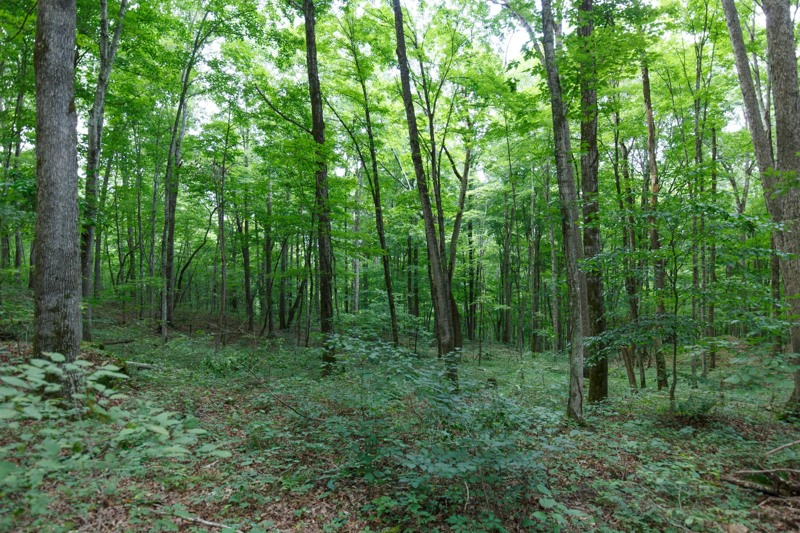 land_listings's tweet photo. Monticello, KY | $38,450 | 6.19 Acres | Discover Wildlife Haven: Tract 11's 6.19 Acres in Rolling Hills https://t.co/BFlPmm3GNL #Kentucky
#residentialproperty #buyland #build #acre #realestate #land #cheapland #investing #land https://t.co/TKbeYNUBYx