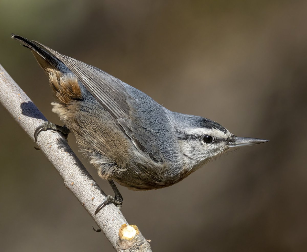 Krüper`s Nuthatch Anadolu Sıvacı Kuşu 13.10.2023 Ankara🇹🇷