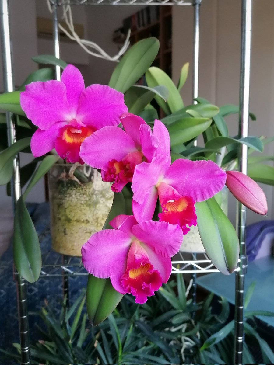#myorchids #orchids #cattleya