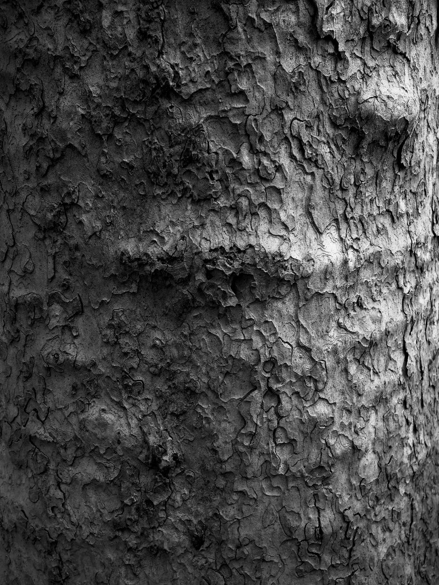 FREEHAND_ITL's tweet photo. #写真で伝えたい私の世界
#樹皮 #樹肌 #樹木 #treeskin #tree
#新宿御苑
#shinjukuimperialgarden
#shinjukugyoen
#shinjukugyoennationalgarden
#モノクロ写真 #白黒写真
#monochrome
#monochromephotography
#blackandwhitephotography https://t.co/sHTp1fBC0s
