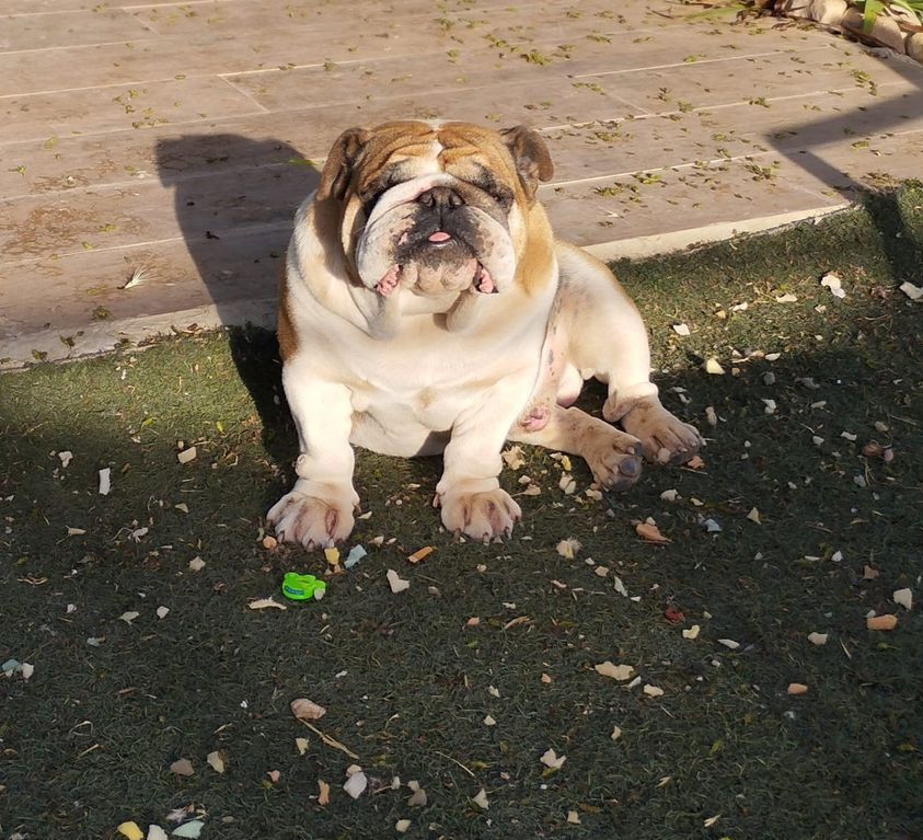 Nil_Cat1's tweet photo. #PetAlertCatalunya #FemXarxa #XarxaTarragonaPerduts @pont_roma
PERDUT gos tipus Bulldog a EL ROURELL | Tarragona
14|10|23
Zona: La Masó
Nom: ''Sheldon'' adult, no veu ni sent bé, ha d'estar desorientat, no és agressiu.
Contacte: 611 040 293 https://t.co/NXDwlBtYAI