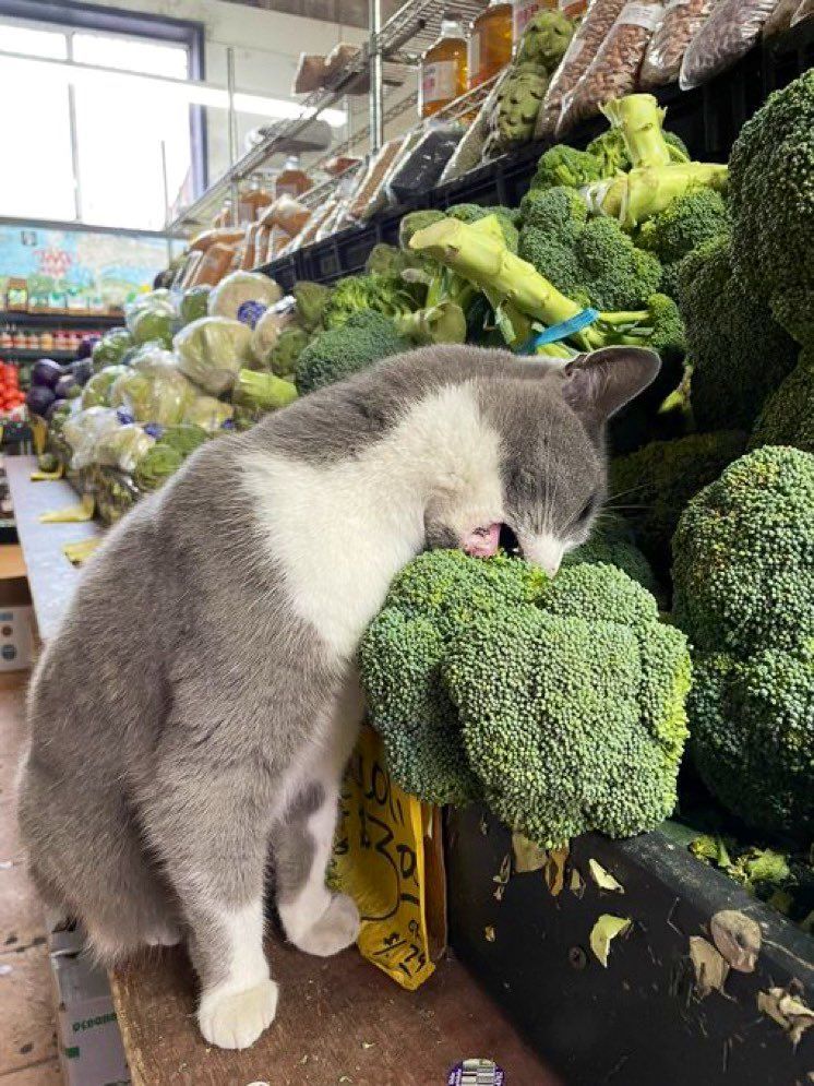 ShouldHaveCat's tweet photo. https://t.co/8DB3jQlXV8