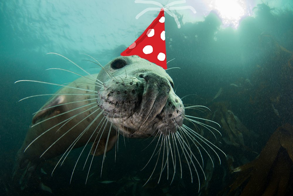 BSACdivers's tweet photo. BSAC turns 70 today! Thank you for celebrating with us, and for all your support - here's to the next 70!
#bsacdivers #divewithbsac https://t.co/AUfE5uA2lr