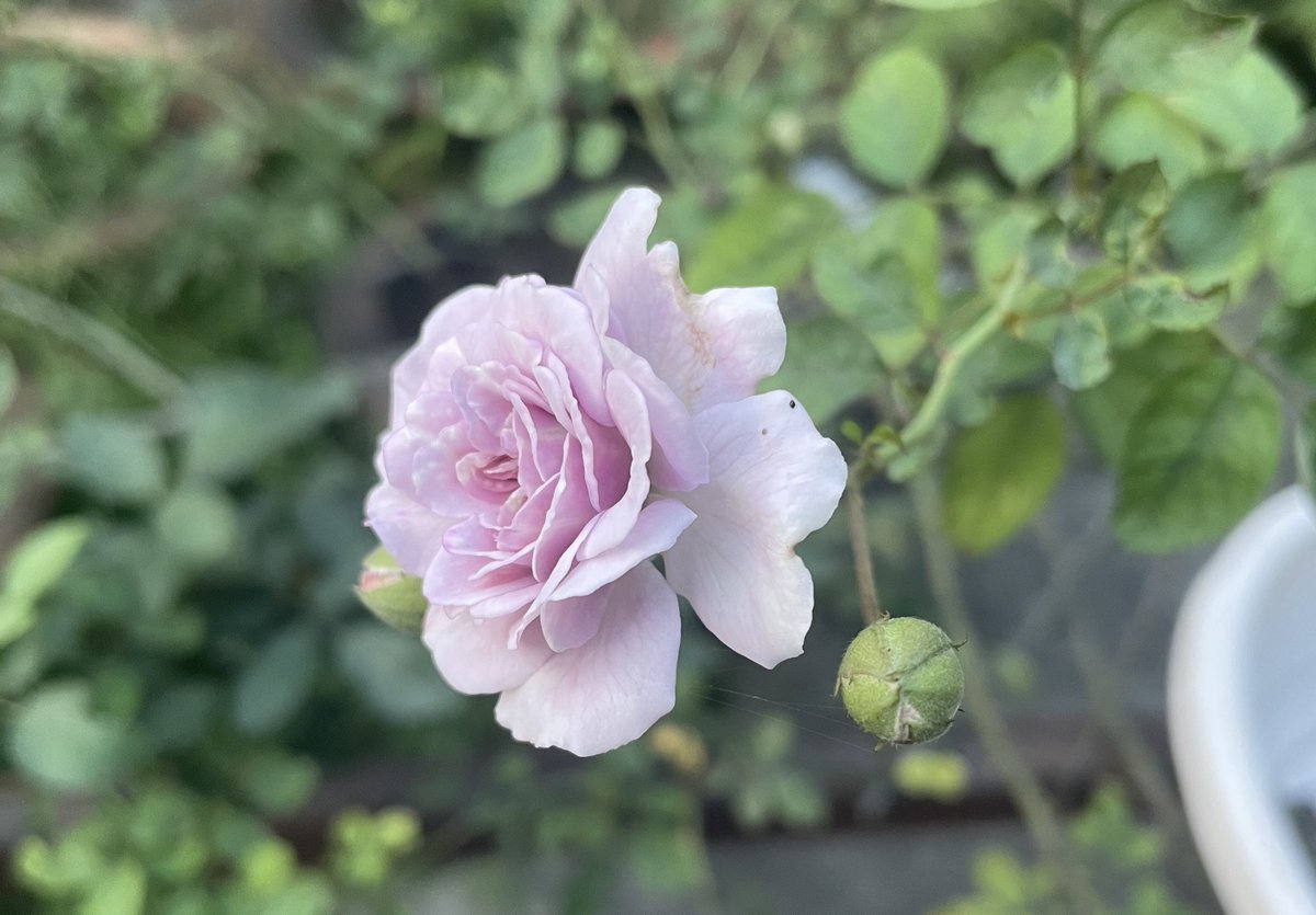 CanisPariah's tweet photo. Old fashioned roses ! 

Rosa, Rainy Blue.

Live from India….

#RoseTwitter #RoseX #GardeningTwitter #GardeningX #RainyBlue #ShrubRoses https://t.co/HIhf9YoQmY