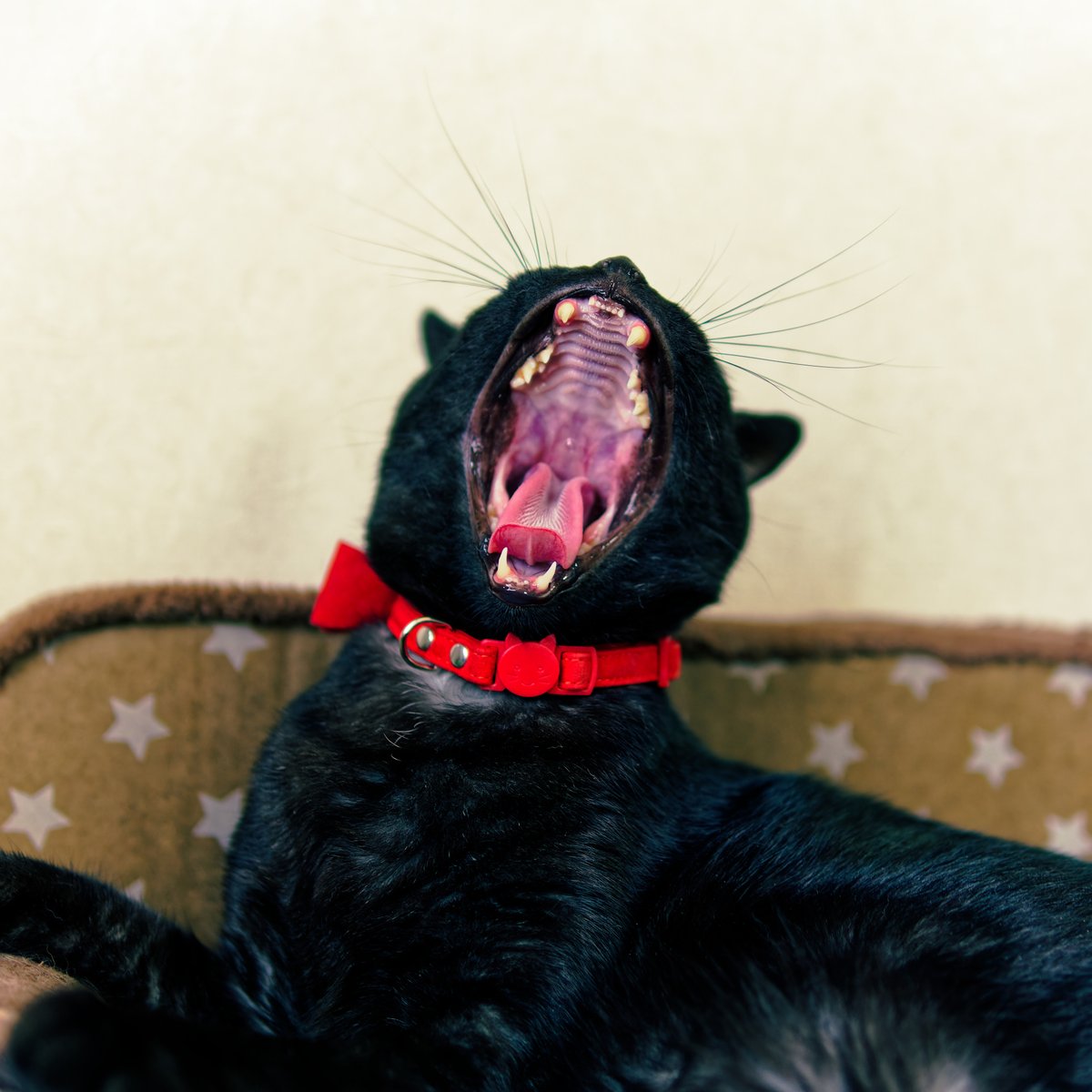 iida_c_f's tweet photo. ガオー！大あくびの黒猫。
Tapio (タピオ) です。

#猫のいる暮らし
#保護猫
#猫好きさんと繋がりたい 
#写真好きな人と繋がりたい
#ファインダー越しの私の世界
#カメラ好きな人と繋がりたい
#キリトリセカイ https://t.co/ftR5hDX0f9