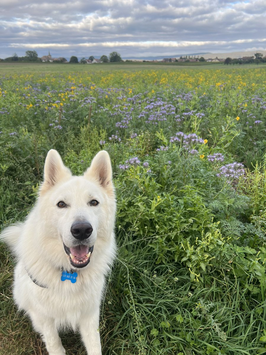 emrllr's tweet photo. Au lieu d’utiliser des engrais chimiques, certains agriculteurs font pousser un mélange de plantes pour nourrir les sols. 
Cela nous donne un environnement magnifique pour promener nos animaux préférés. https://t.co/KKTJ4q6Eyn