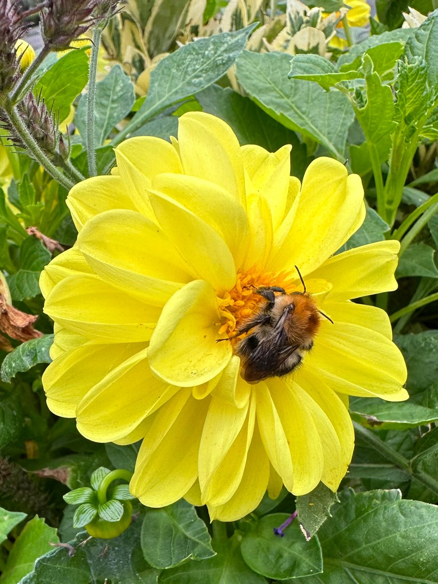 A stunner for #SundayYellow #DailyDahlia