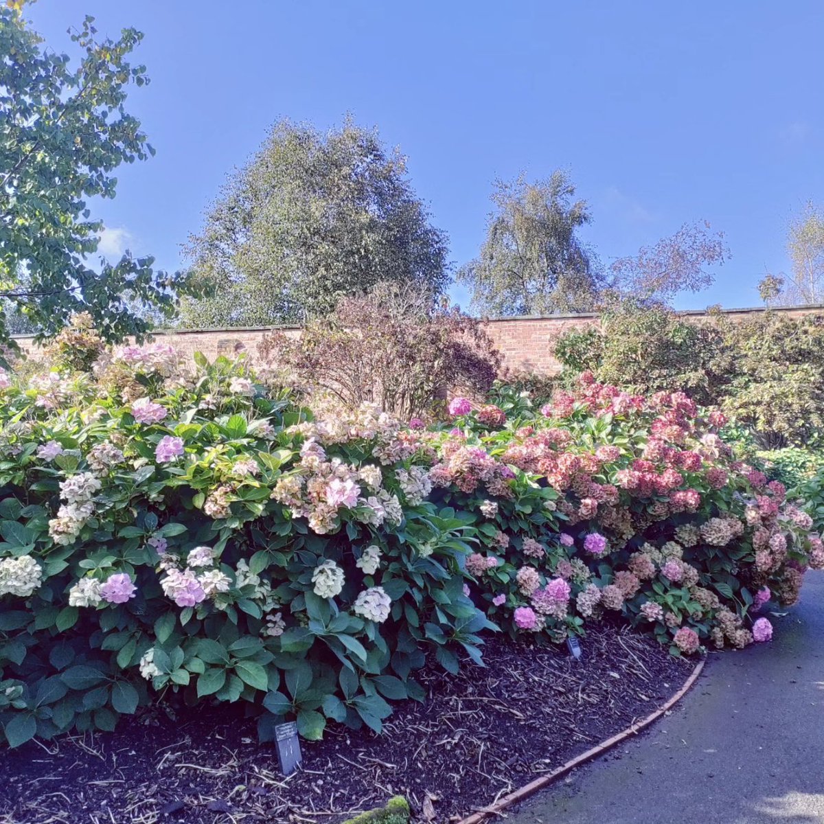 DerbyRiverboat's tweet photo. Darley Park in Derby is home to the UK's National Hydrangea collection. Not a lot of people know that! It is a beautiful and peaceful place to visit.
#darleyabbey #derbyuk #allestree #mickleover #littleover #chestergreen #littleeaton #duffield #quarndon #alvaston @visitderby https://t.co/NS85feNBUc