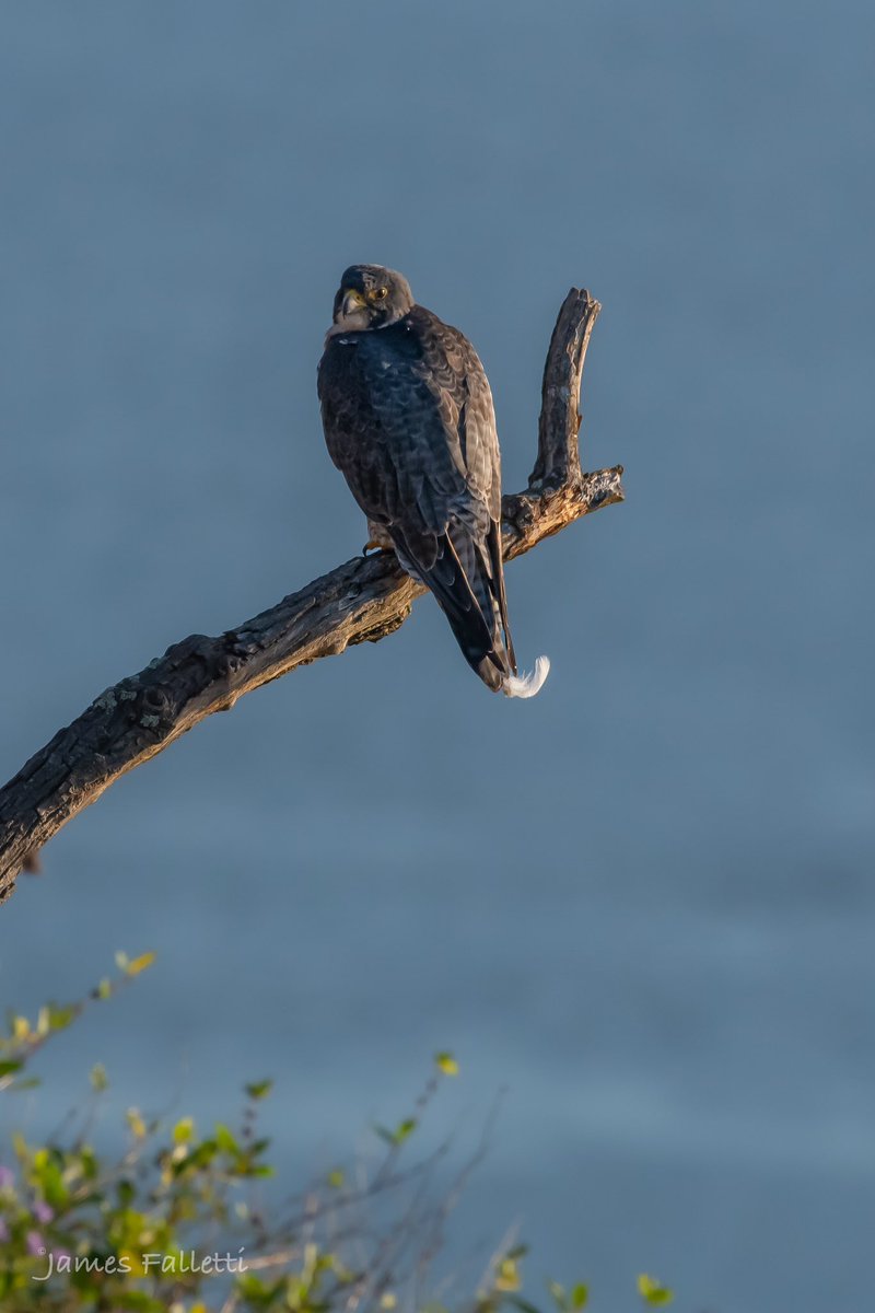JamesFalletti's tweet photo. It must be fashion week🤣
Peregrine #Falcon
🔎 Falco peregrinus

New Jersey 10/23
#Nikon D500 

#TwitterNatureCommunity #birdphotography #BirdTwitter #BirdsSeenIn2023 #BirdsOfTwitter #NaturePhotography #ornithology #bridsofprey #raptors #peregrinefalcon @mybirdcards @nature_org https://t.co/6y50ruMPPq