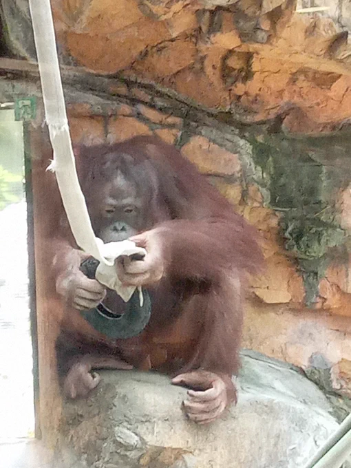 昨日行った多摩動物公園のオランウータン。非常に活発で、縄から縄へビュンビュン飛んでました。#オランウータン 