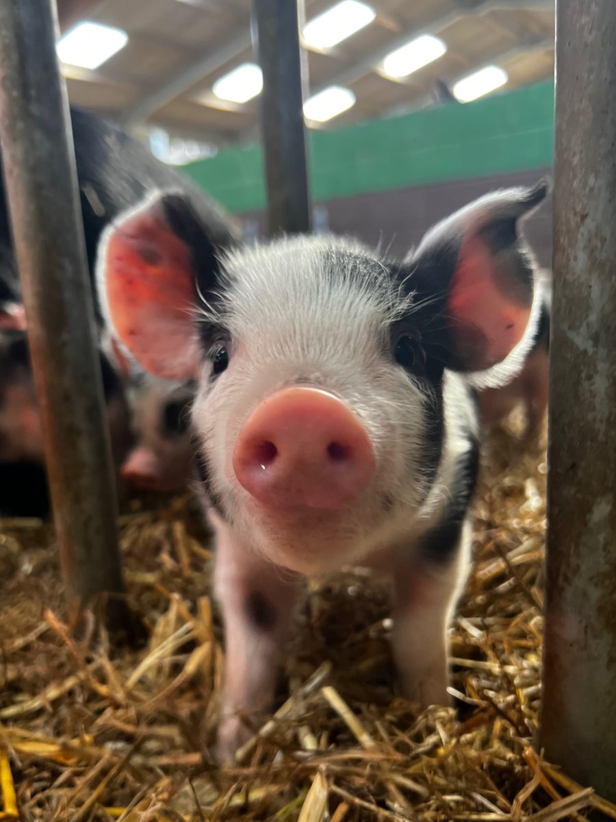 Bocketts Farm Park tweet media