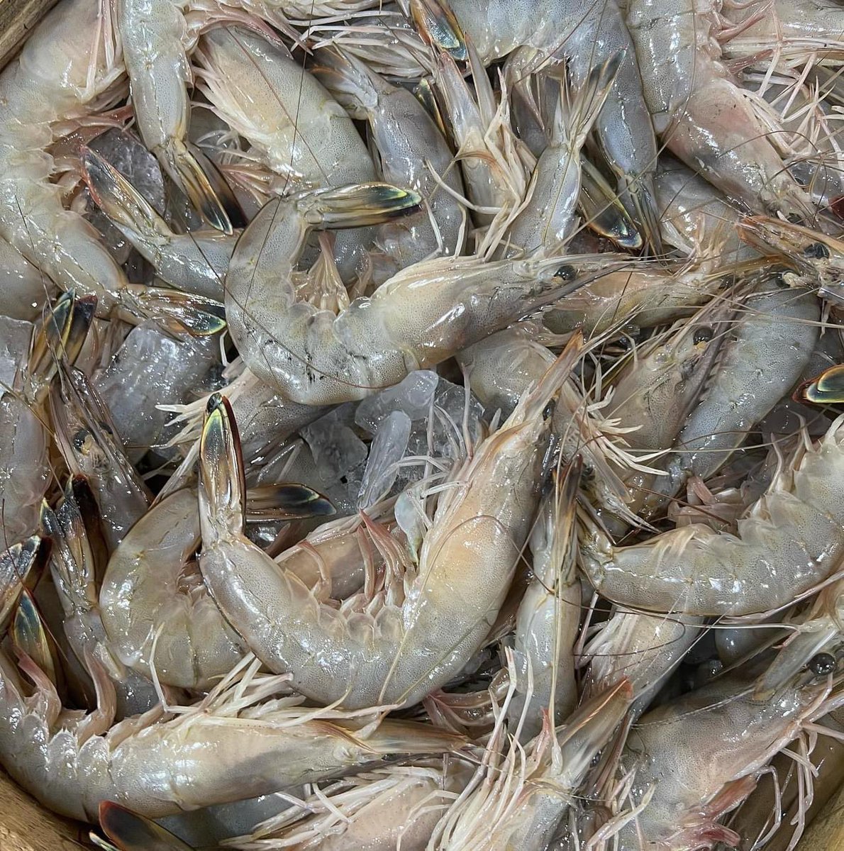 <이밴트>오랜만에 이밴트를 오픈합니다.자연산 암,숫대하를 판매합니다.냉동이 아닌 생물 그대로 새벽에 작업해 보내드립니다. 예약주문으로 다음주 순차 배송이 됩니다.맛있는 가을 대하를 맛보세요.RT해주시고 팔로워이신 분중 한분을 추첨해 대하를 보내드립니다. 구입은▶️ naver.me/I5jpGN04