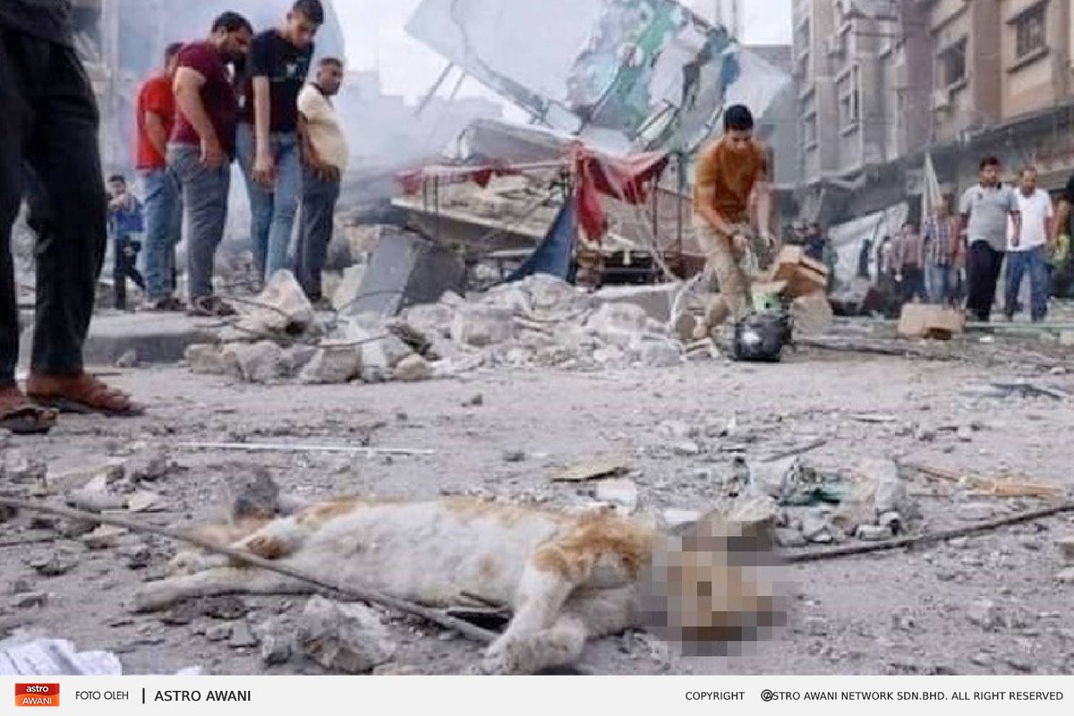 501Awani's tweet photo. Bangkai kucing bergelimpangan di Gaza selepas wilayah itu  diserang tanpa henti rejim Zionis.

#IsraelCuak #TaufanAlQuds https://t.co/4fD9PYq1RX
