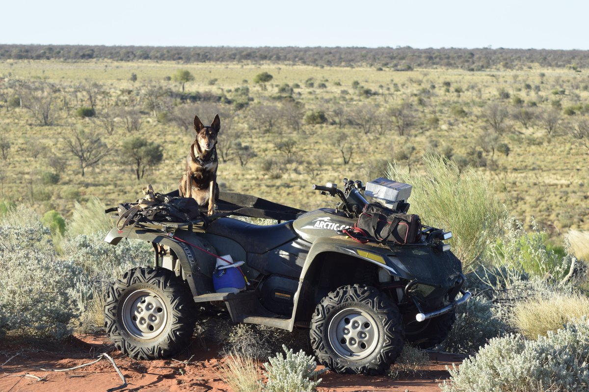 Remote Western Australia - with best friend.
#gibsondesert #kelpie #quadbike #westernaustralia #australiankelpie