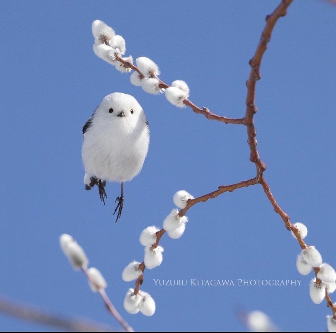 dunyasalbilim's tweet photo. 🐦 Uçan pamuk çiçeğine benzeyen Japon kuşu Shima Enaga. https://t.co/bCTBOH9Dsv