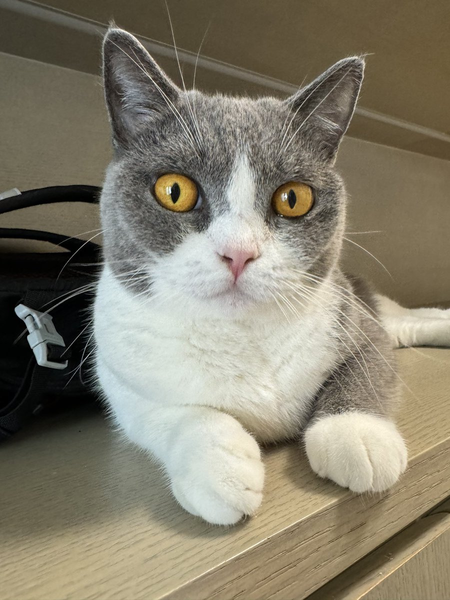 DikiDikilee's tweet photo. My lovely cat https://t.co/Z7JdXvwPpf