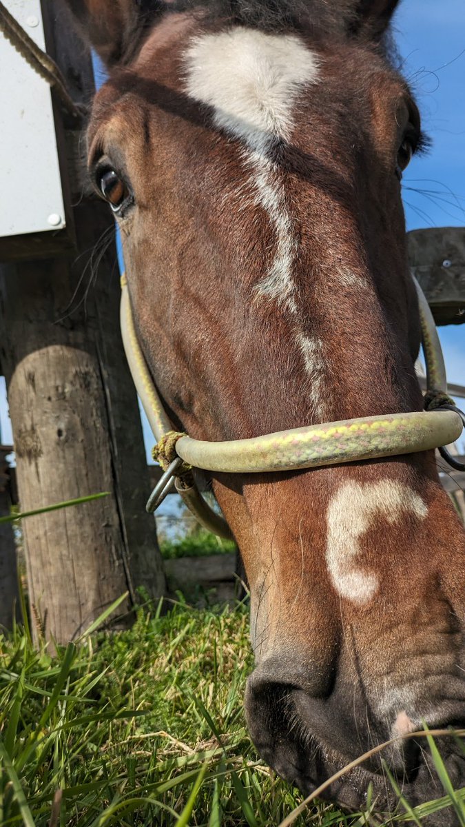 chineri11's tweet photo. コマちゃん、観光大使🐴任命おめでとう👏🎊
ってことで、お祝いの人参を持ってきました🥕🥰
確かにクロワッサン模様なってきたね🥐⭐🤣
#ムサシコマ
#コマちゃん
#馬車bar
#十勝ヒルズ https://t.co/oz07u4j23g