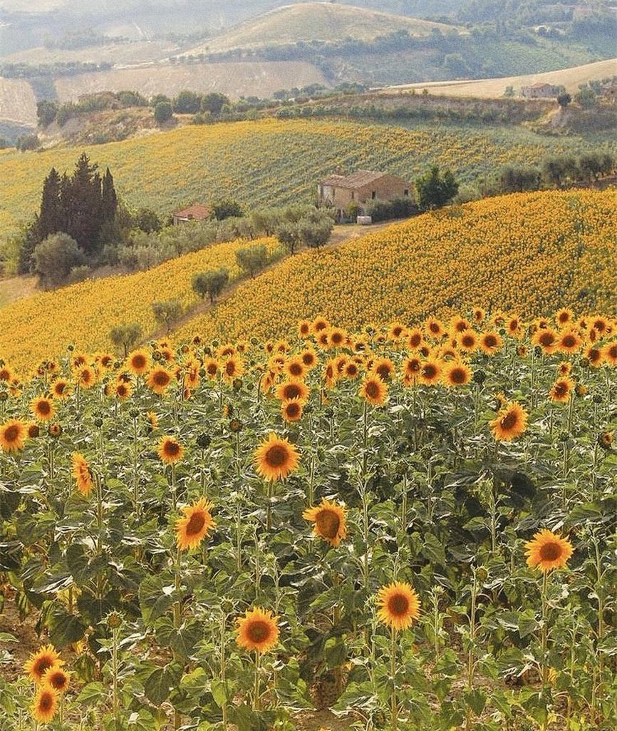 solace of sunflowers 🌻