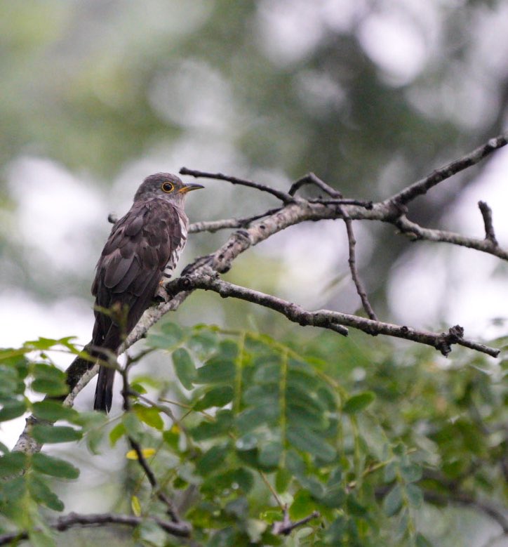 Common cuckoo Rongtong #IndiAves
