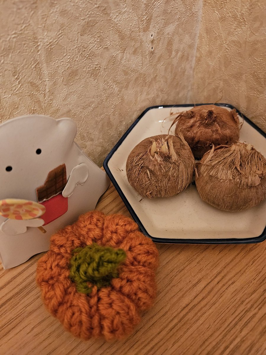 サフランの芽が出てきました！
うれしいな🥰
#さふらん仲間
#薬食さふらん堂