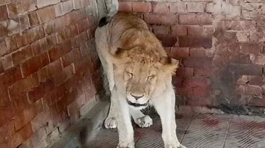 EJEMA96's tweet photo. 🦁Chittagong Zoo Lioness Nova, (Born: June, 2005 A.D.),
She was ill for a year due to old age. She had stopped eating and drinking since September 26.
Nova, the lioness of the zoo, died at the age of 18 years and 4 months today at 8.30 am.

 #wildlife #zoo #Lion #Bangladesh https://t.co/jdtfLFPz1Z