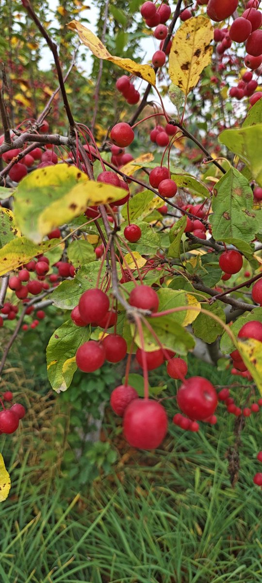 系统给我起名叫阿白 tweet media