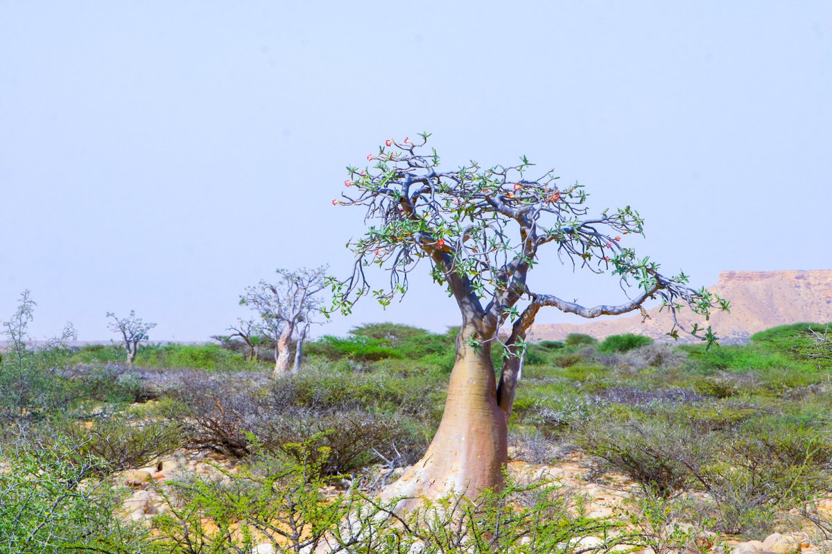 DrylandSolution's tweet photo. 🌱 Turning Deserts into Oases! Join the Dryland Solutions Movement. 🌍

🏜️ Combatting desertification 💧 Sustainable solutions 🌏 Global impact
Follow us for updates and be a part of the change! #DrylandSolutions #Sustainability #EcosystemRestoration #CommunityEmpowerment https://t.co/rUTmsOvWWk