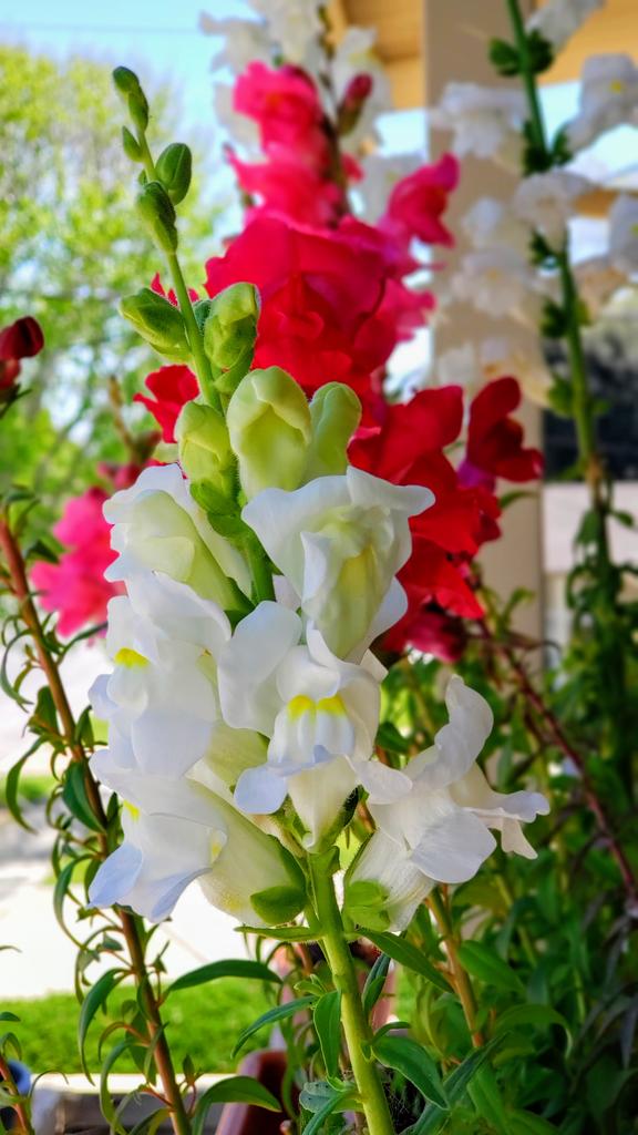 TouchdTooMuch's tweet photo. @NikkiElizDemere @DanielCTuttle Some of my snapdragons https://t.co/zgh62p0G0n