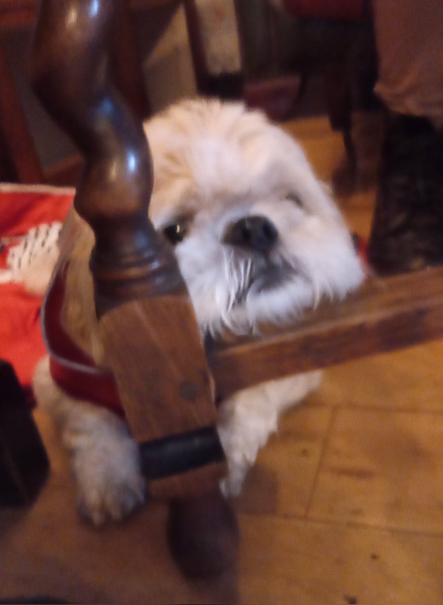 DaBaba92968514's tweet photo. Restin me bonce. #shihtzu https://t.co/YNodgMLbKs