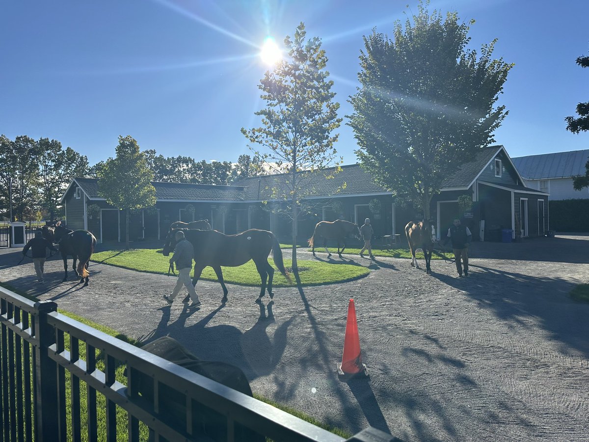 1Naj's tweet photo. We love a Fall morning leading up to a sale! A full catalogue of #NYBred Weanlings and Broodmare prospects on display for inpections &amp; ready to make a successful start in the NY-Bred program ahead of the @FasigTiptonCo Saratoga Fall Mixed Sale on Tuesday 🍁@nytbreeders https://t.co/xWWMPFjlFx