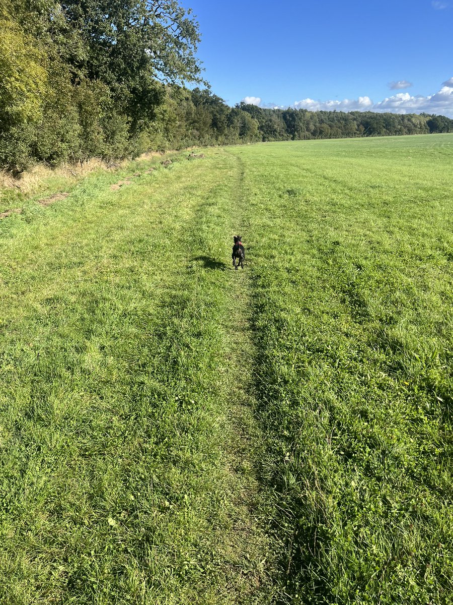 Beautiful day out today ☀️ 🐶