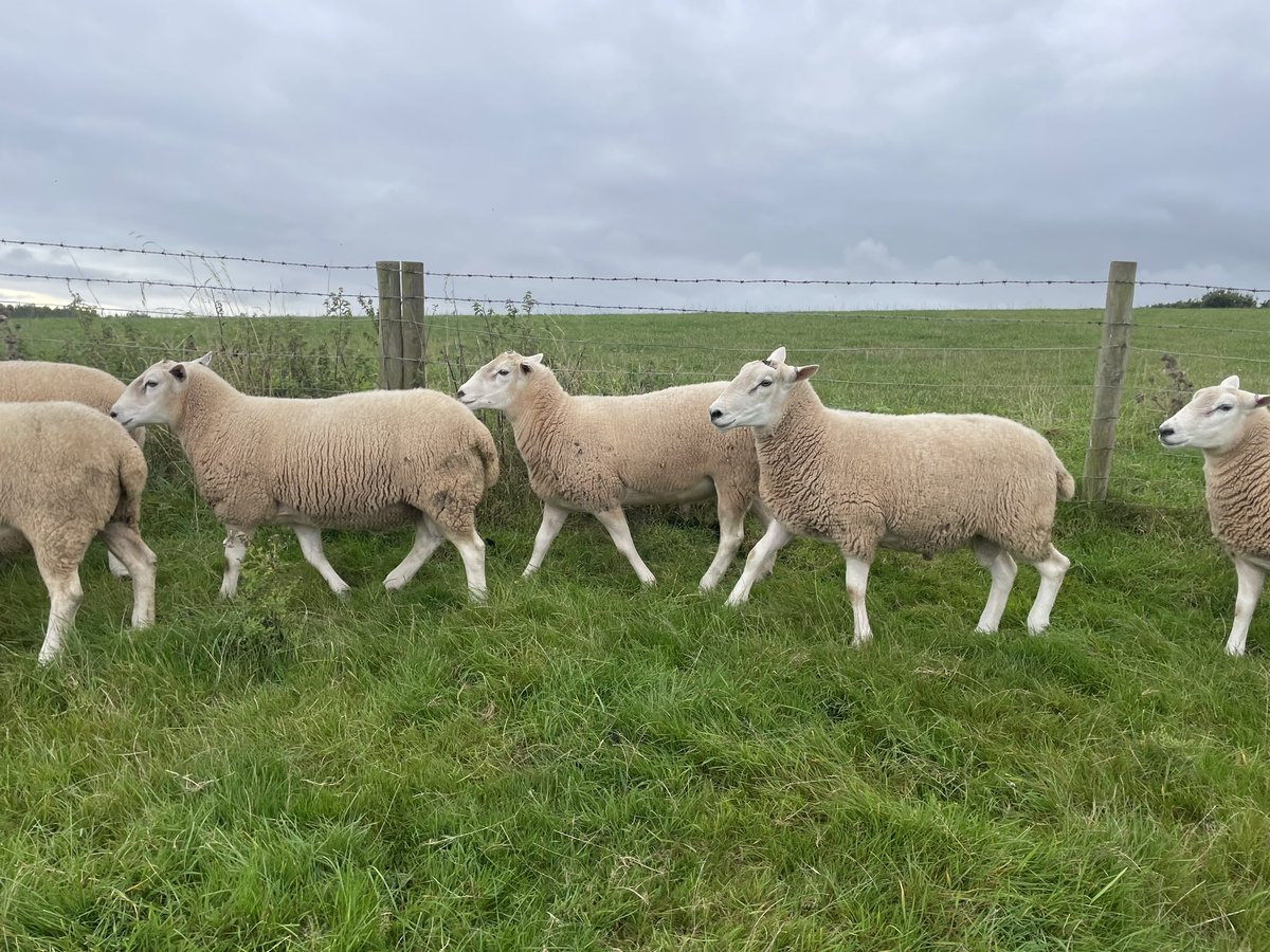 ExeValleyLamb's tweet photo. Looking for a Lleyn shearling ram? I still have a handful left. Pure bred &amp; pedigree. Grass fed only. High selection pressure. Won’t melt but will carry on growing. Fit and ready to work. #lleynsheep #lleyn #tupping #Devon #exeter #sheep #farming https://t.co/wNNgP3wSMx