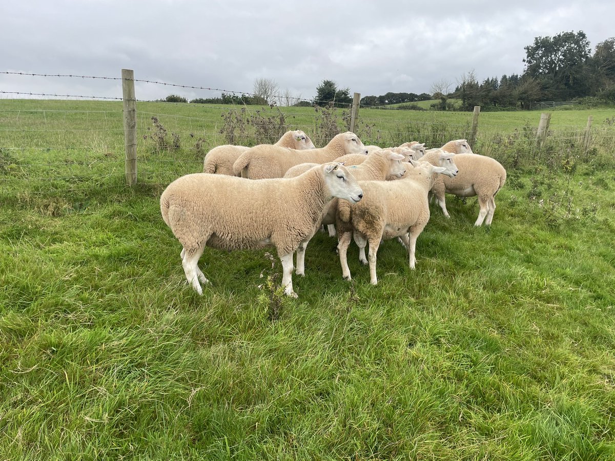 ExeValleyLamb's tweet photo. Looking for a Lleyn shearling ram? I still have a handful left. Pure bred &amp; pedigree. Grass fed only. High selection pressure. Won’t melt but will carry on growing. Fit and ready to work. #lleynsheep #lleyn #tupping #Devon #exeter #sheep #farming https://t.co/wNNgP3wSMx