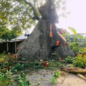 অলৌকিক ক্ষমতার স্মৃতি চিহ্ন শিমুল গাছটি কেটে ফেলা হচ্ছে