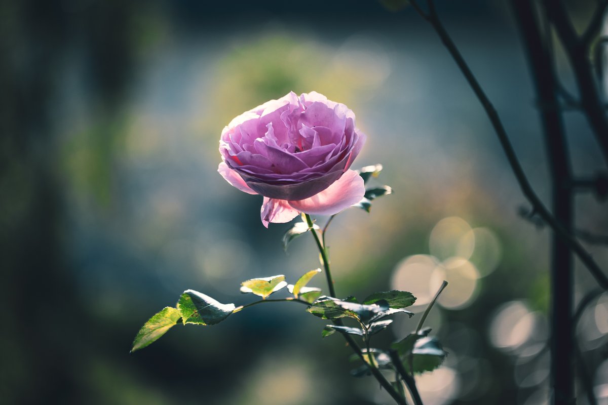 Letzte Blüten im Oktober an der Kletterrose 'Giardina' ®
#gartenrunde #gartenliebe #oktoberblüten #kletterrose #giardina