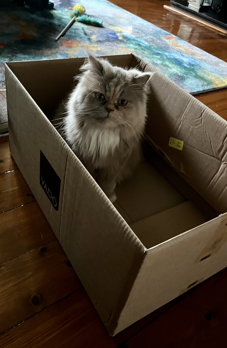 erics_escapades's tweet photo. Look, my little furrcuz Mary is officially part of the Cat box Sunday club . 🧡😻🧡 #catsoftwitter #CatsOfX #adoptdontshop #CatsLover #catsprotection #rescuecat #bemoreeric #catboxsunday #furrcuz https://t.co/g2MOp5oosN