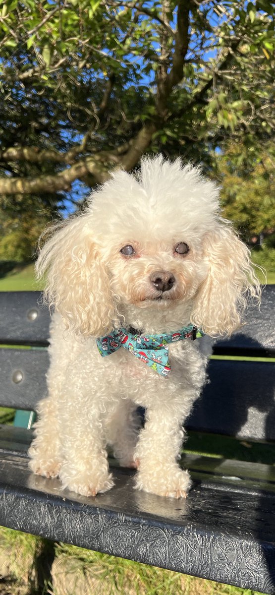 fluffysfabworld's tweet photo. Happy Sunday, hope you all have a wonderful day ♥️ https://t.co/O9d3ScnCWF