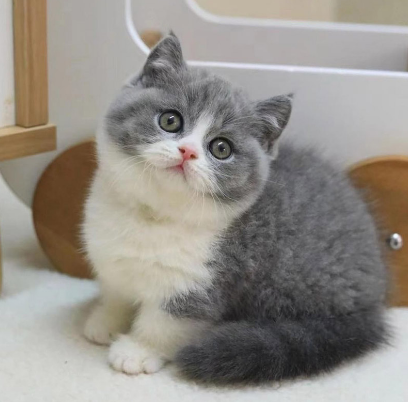 Cat.eth tweet media
