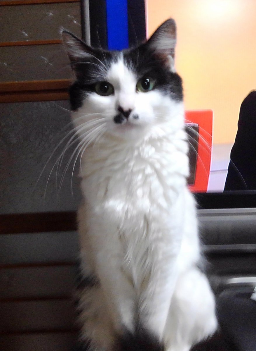 BuchiMA2's tweet image. #猫がいる暮らし
この子にジャイアント･ガトリング等を持ってかれたのですがやっと全て見つかりました🙂    5号機の製作を半分諦めていましたがやっと再開出来ます。(パーツが全部揃うのがこんなに嬉しい事だとは、、、仕方ないとはいえ油断してましたね😊)