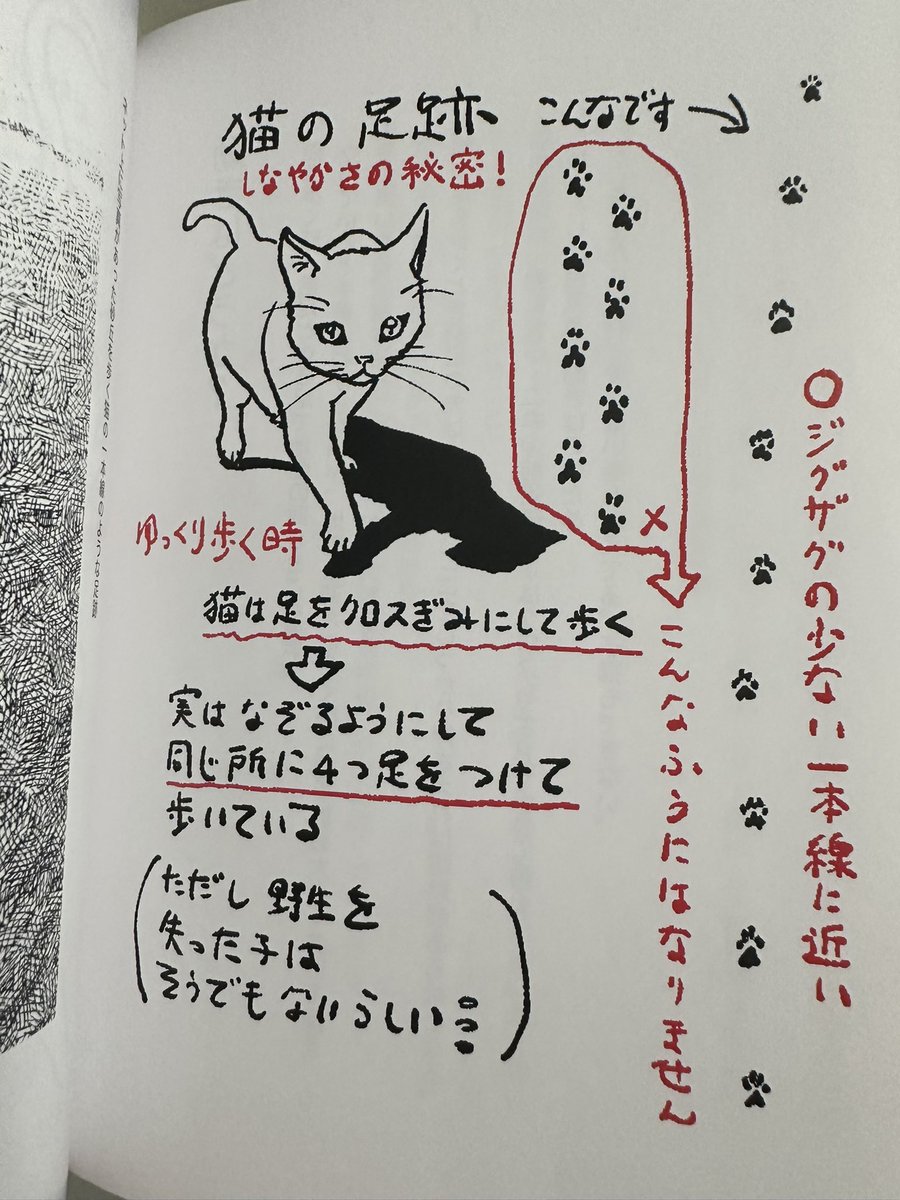 猫は四つ足同じ場所に足跡残すように歩くのです。

だから動きが…なんて生態から考えたり、骨格から考えたり、、、実は人を描く時も考えておくべき共通点があったり、対比で解ることがあったりね。
そんな話を明日はしますねー
よろしくお願いします 