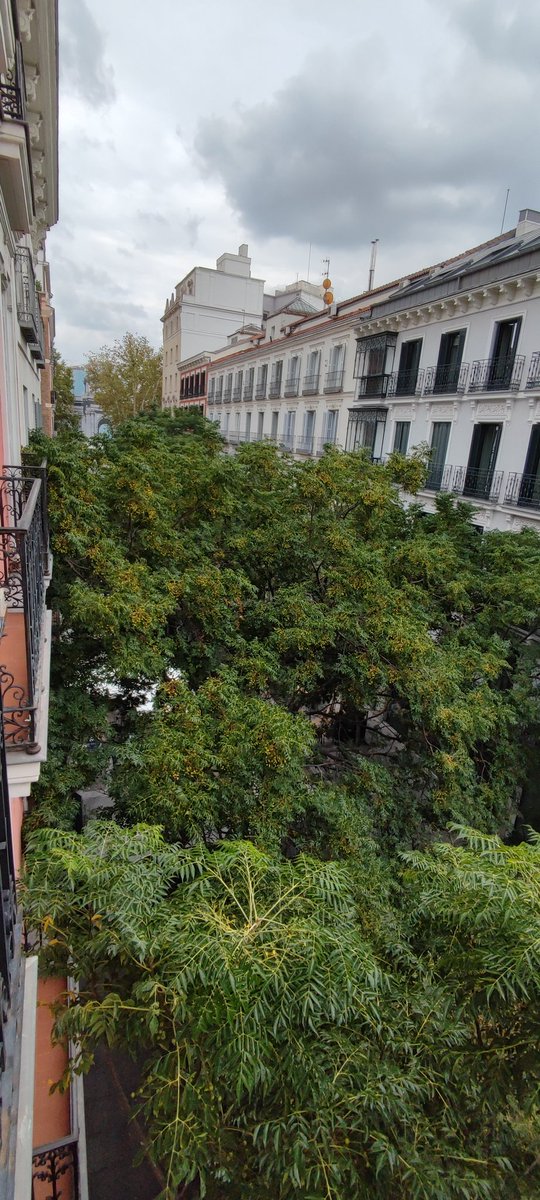 karlankas's tweet photo. @MADRID hay planes de poda de los árboles? Esta foto está tomada desde un 4° piso. No vemos la calle... https://t.co/XmMENRuPlP